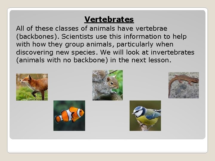 Vertebrates All of these classes of animals have vertebrae (backbones). Scientists use this information