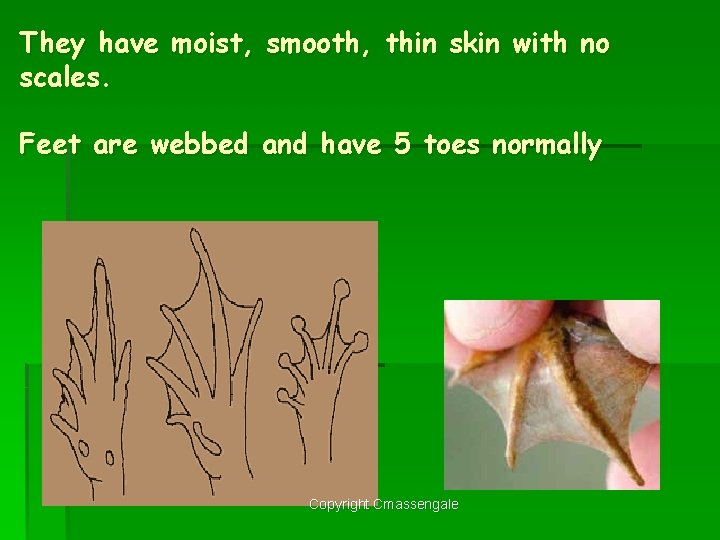 They have moist, smooth, thin skin with no scales. Feet are webbed and have