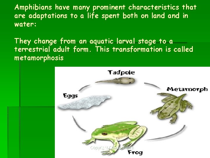 Amphibians have many prominent characteristics that are adaptations to a life spent both on