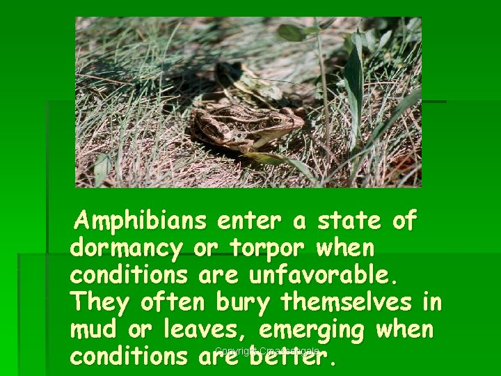 Amphibians enter a state of dormancy or torpor when conditions are unfavorable. They often