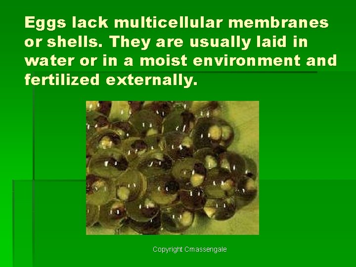 Eggs lack multicellular membranes or shells. They are usually laid in water or in