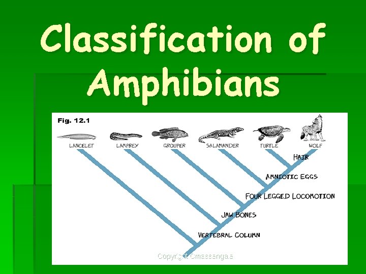 Classification of Amphibians Copyright Cmassengale 