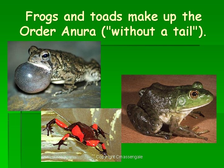 Frogs and toads make up the Order Anura ("without a tail"). Copyright Cmassengale 