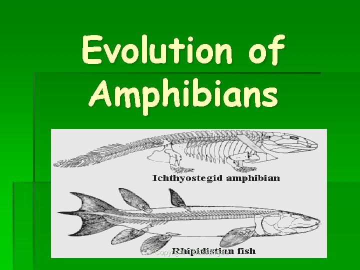 Evolution of Amphibians Copyright Cmassengale 