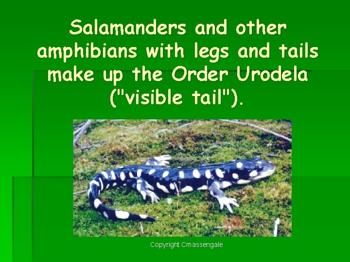 Salamanders and other amphibians with legs and tails make up the Order Urodela ("visible