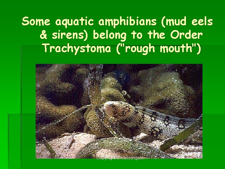 Some aquatic amphibians (mud eels. & sirens) belong to the Order Trachystoma ("rough mouth")