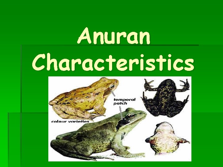 Anuran Characteristics Copyright Cmassengale 