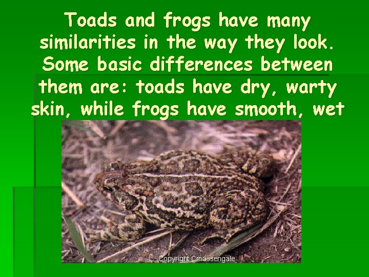 Toads and frogs have many similarities in the way they look. Some basic differences