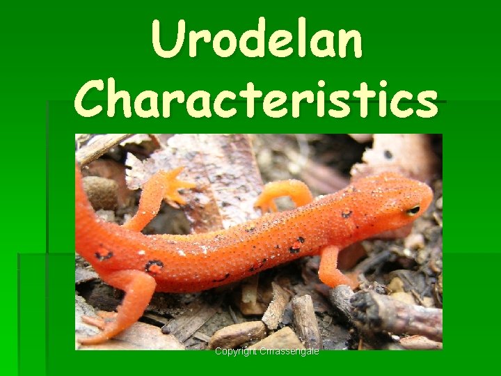 Urodelan Characteristics Copyright Cmassengale 