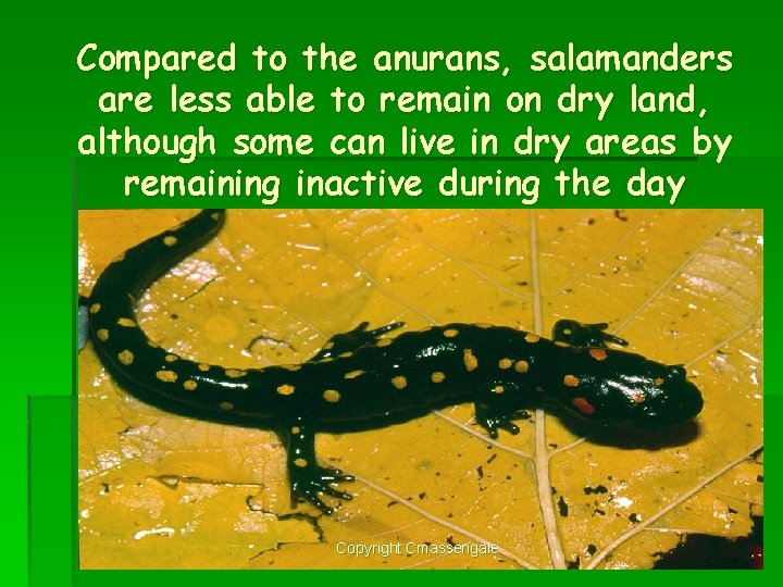 Compared to the anurans, salamanders are less able to remain on dry land, although