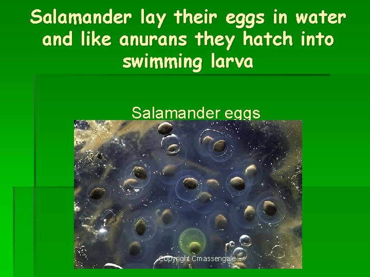 Salamander lay their eggs in water and like anurans they hatch into swimming larva