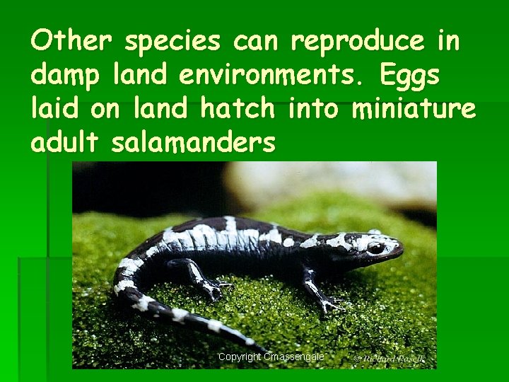 Other species can reproduce in damp land environments. Eggs laid on land hatch into