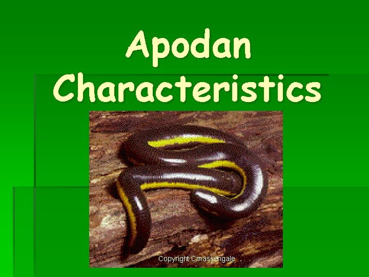Apodan Characteristics Copyright Cmassengale 