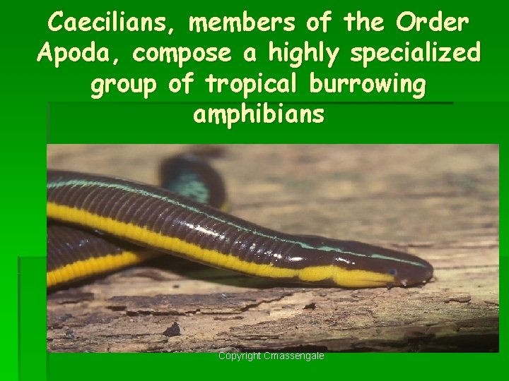 Caecilians, members of the Order Apoda, compose a highly specialized group of tropical burrowing
