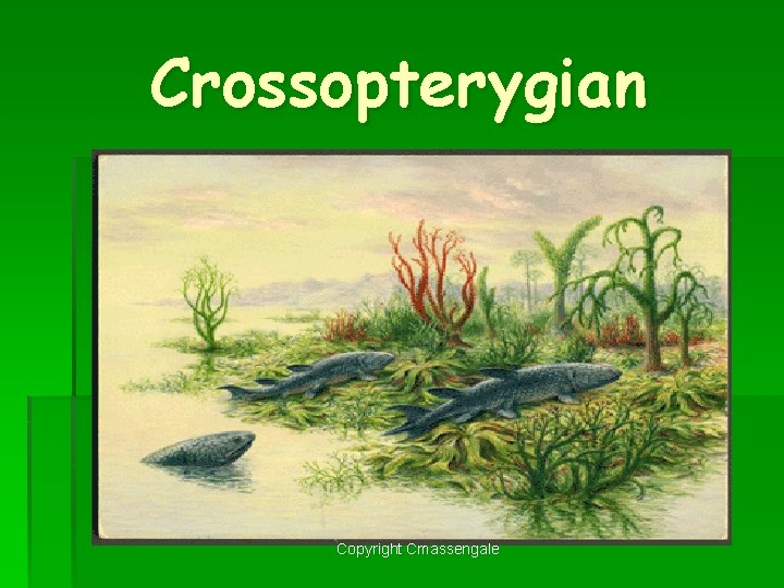 Crossopterygian Copyright Cmassengale 