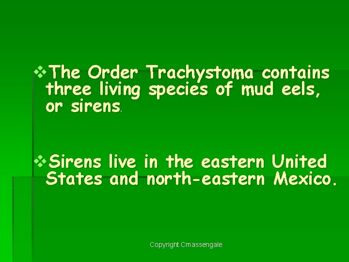 v. The Order Trachystoma contains three living species of mud eels, or sirens. v.