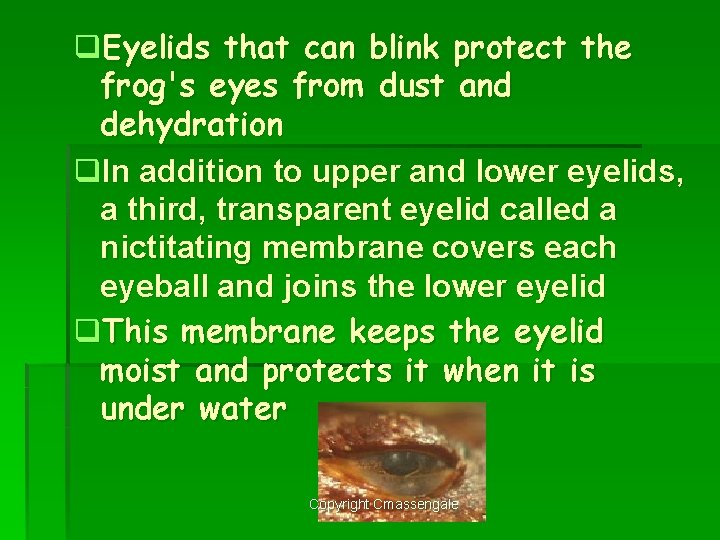 q. Eyelids that can blink protect the frog's eyes from dust and dehydration q.