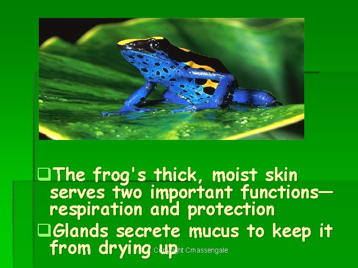 q. The frog's thick, moist skin serves two important functions— respiration and protection q.