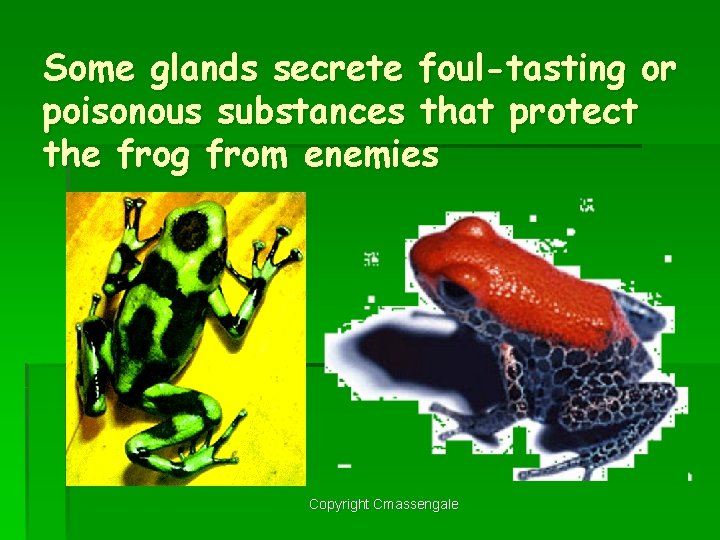 Some glands secrete foul-tasting or poisonous substances that protect the frog from enemies Copyright