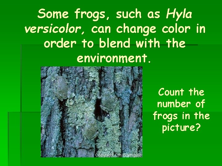 Some frogs, such as Hyla versicolor, can change color in order to blend with