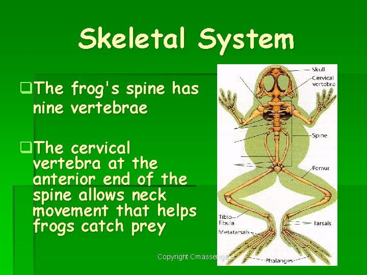 Skeletal System q. The frog's spine has nine vertebrae q. The cervical vertebra at