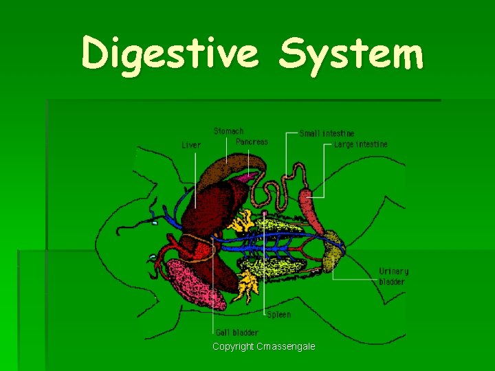 Digestive System Copyright Cmassengale 