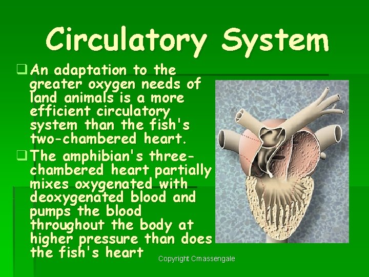 Circulatory System q An adaptation to the greater oxygen needs of land animals is