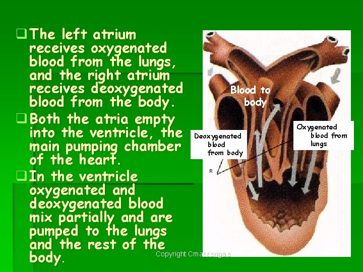 q The left atrium receives oxygenated blood from the lungs, and the right atrium