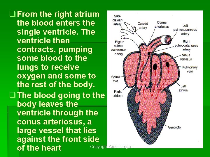 q From the right atrium the blood enters the single ventricle. The ventricle then