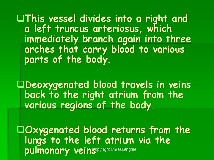 q. This vessel divides into a right and a left truncus arteriosus, which immediately