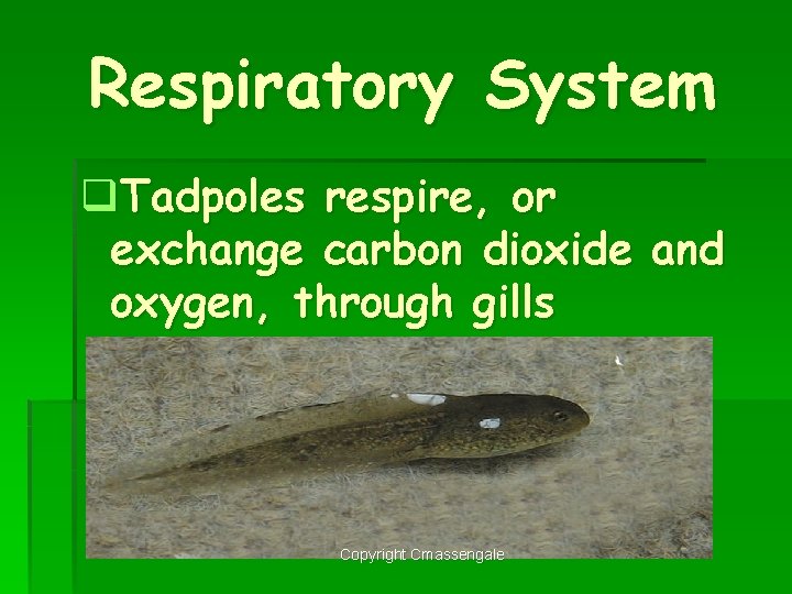 Respiratory System q. Tadpoles respire, or exchange carbon dioxide and oxygen, through gills Copyright