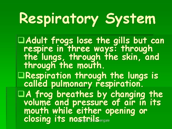 Respiratory System q. Adult frogs lose the gills but can respire in three ways: