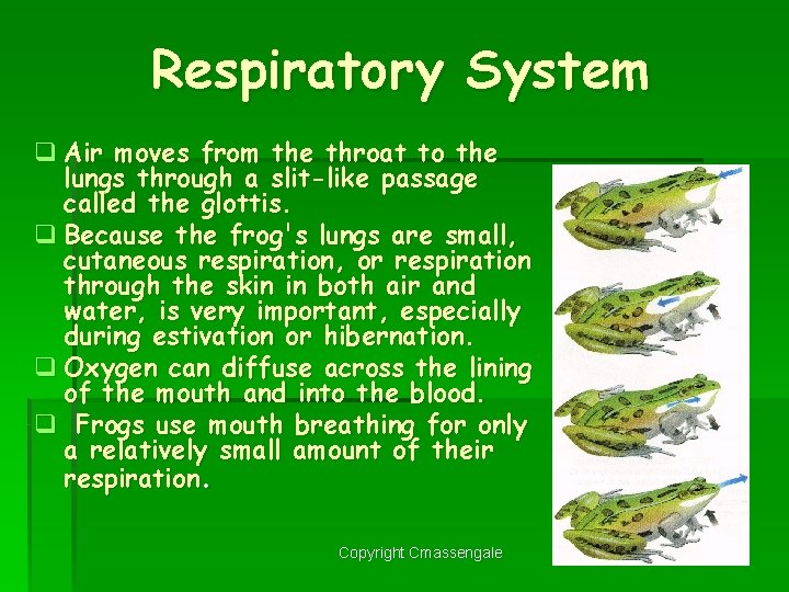 Respiratory System q Air moves from the throat to the lungs through a slit-like