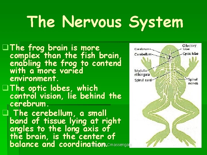 The Nervous System q The frog brain is more complex than the fish brain,