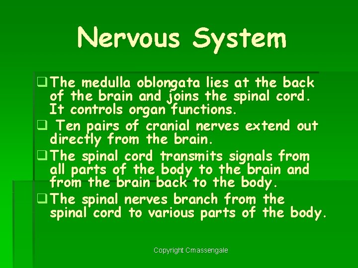 Nervous System q The medulla oblongata lies at the back of the brain and