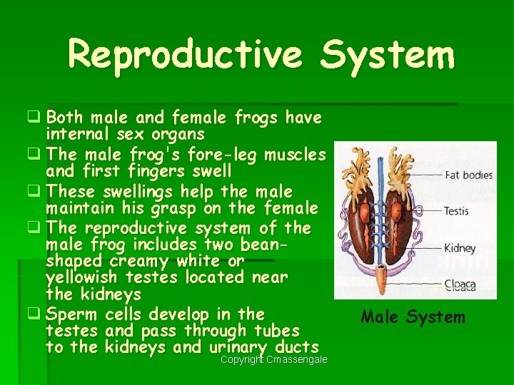 Reproductive System q Both male and female frogs have internal sex organs q The