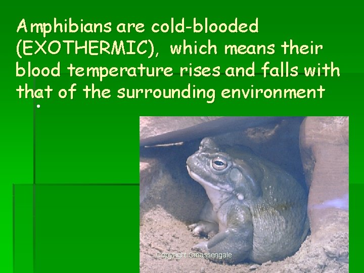 Amphibians are cold-blooded (EXOTHERMIC), which means their blood temperature rises and falls with §