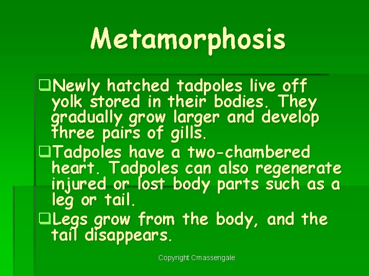Metamorphosis q. Newly hatched tadpoles live off yolk stored in their bodies. They gradually