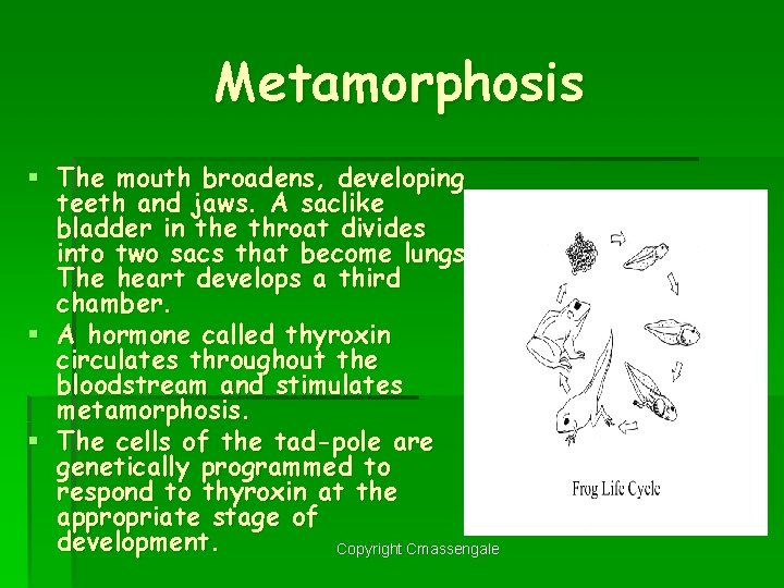 Metamorphosis § The mouth broadens, developing teeth and jaws. A saclike bladder in the