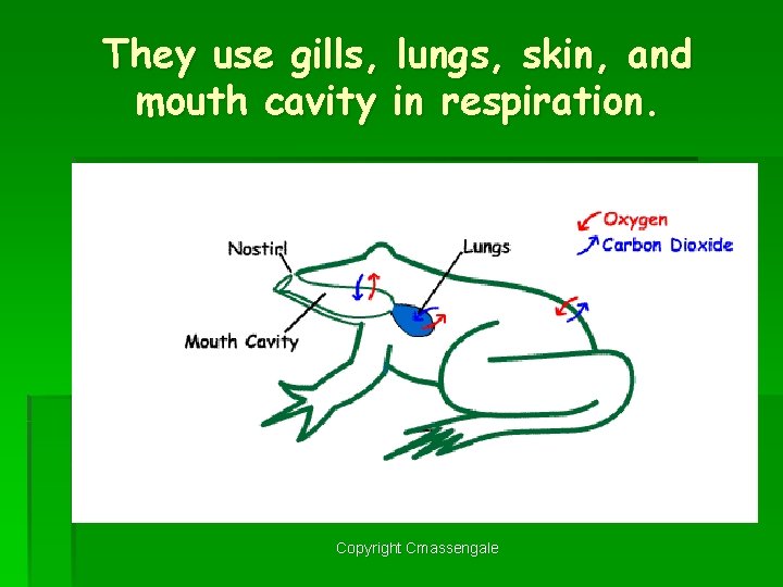 They use gills, lungs, skin, and mouth cavity in respiration. Copyright Cmassengale 