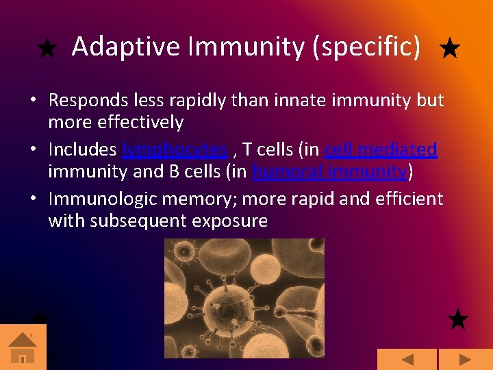 Adaptive Immunity (specific) • Responds less rapidly than innate immunity but more effectively •