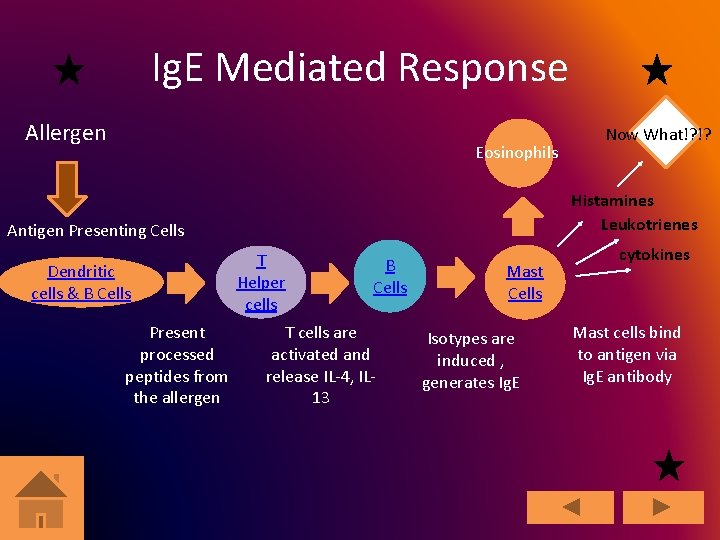 Ig. E Mediated Response Allergen Eosinophils Histamines Leukotrienes Antigen Presenting Cells Dendritic cells &