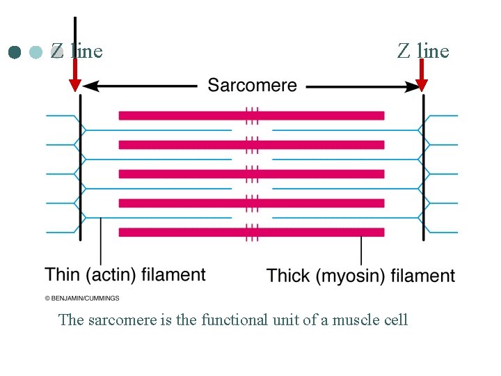 Z line The sarcomere is the functional unit of a muscle cell 