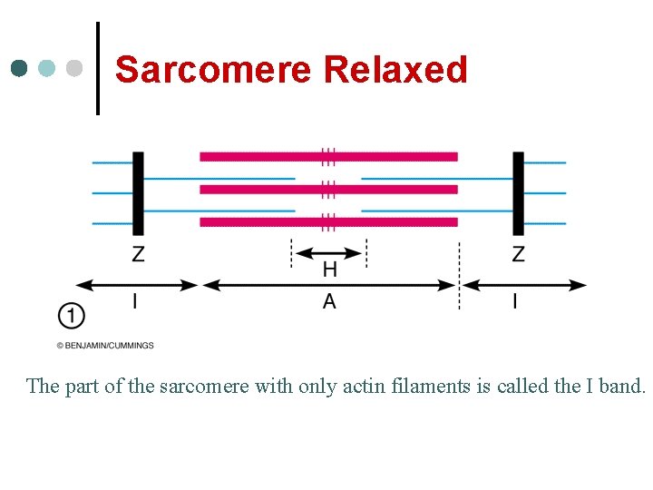 Sarcomere Relaxed The part of the sarcomere with only actin filaments is called the