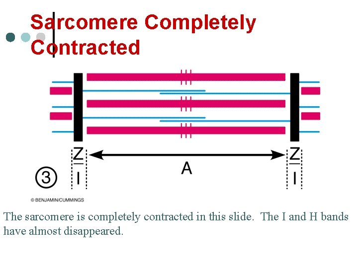 Sarcomere Completely Contracted The sarcomere is completely contracted in this slide. The I and