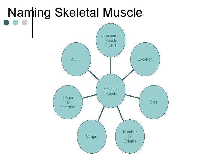 Naming Skeletal Muscle Direction of Muscle Fibers Location Action Skeletal Muscle Origin & Insertion