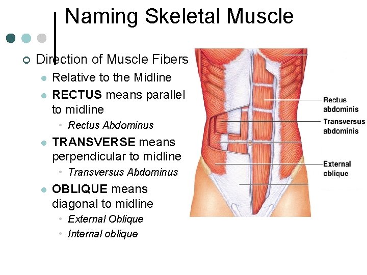 Naming Skeletal Muscle ¢ Direction of Muscle Fibers l l Relative to the Midline