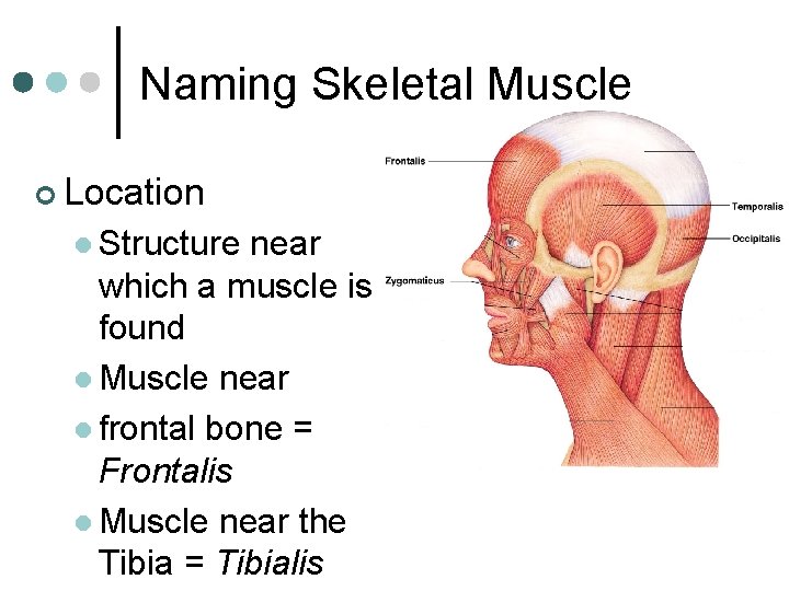 Naming Skeletal Muscle ¢ Location l Structure near which a muscle is found l