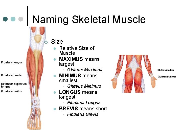 Naming Skeletal Muscle ¢ Size l l Relative Size of Muscle MAXIMUS means largest