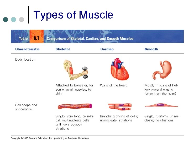 Types of Muscle 